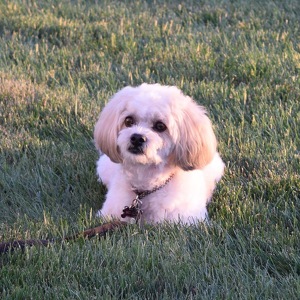 Fundraising Page: Sharon Farra